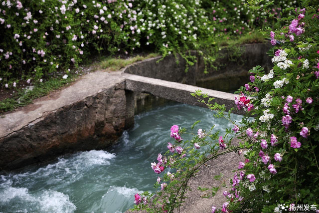 鱼类洄游特点，鱼类洄游的特点（忍不住化身一条自由的鱼）