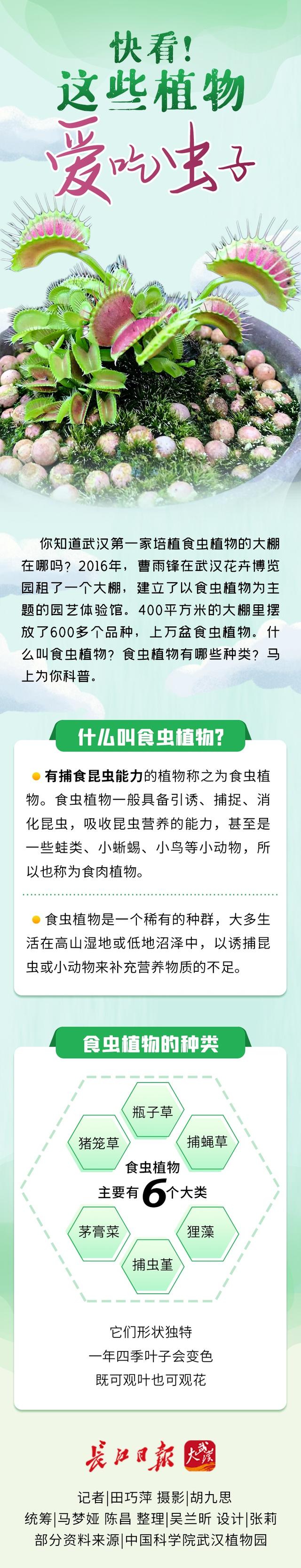 吃虫子的植物有哪些 吃虫子的植物都有什么，吃虫子的植物有哪些（快看！这些植物爱吃虫子）