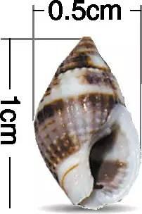 螺的种类，鱼缸螺的种类（这种螺毒性超强，提醒→）