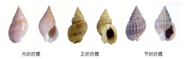 螺的种类，鱼缸螺的种类（这种螺毒性超强，提醒→）
