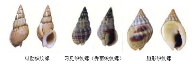 螺的种类，鱼缸螺的种类（这种螺毒性超强，提醒→）