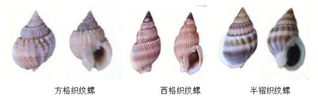螺的种类，鱼缸螺的种类（这种螺毒性超强，提醒→）