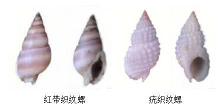 螺的种类，鱼缸螺的种类（这种螺毒性超强，提醒→）