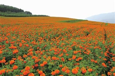 桂美轩（昆明桂美轩，腾冲持续推进“一县一业”中药材产业发展