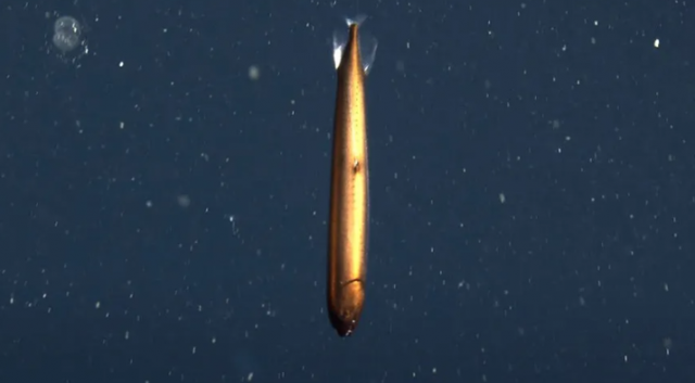 深海龙鱼的简介-深海龙鱼吃什么食物，深海鱼食用鱼有哪些（罕见的“美丽青铜深海龙鱼”闪闪发光）