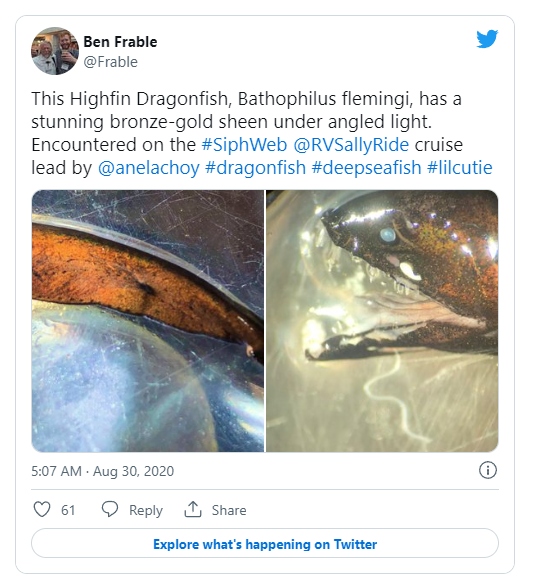 深海龙鱼的简介-深海龙鱼吃什么食物，深海鱼食用鱼有哪些（罕见的“美丽青铜深海龙鱼”闪闪发光）