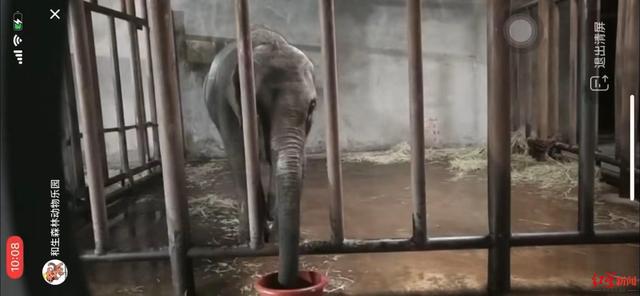 狗粉是什么意思，老狗粉是什么意思（拯救莫莉的“象粉”）