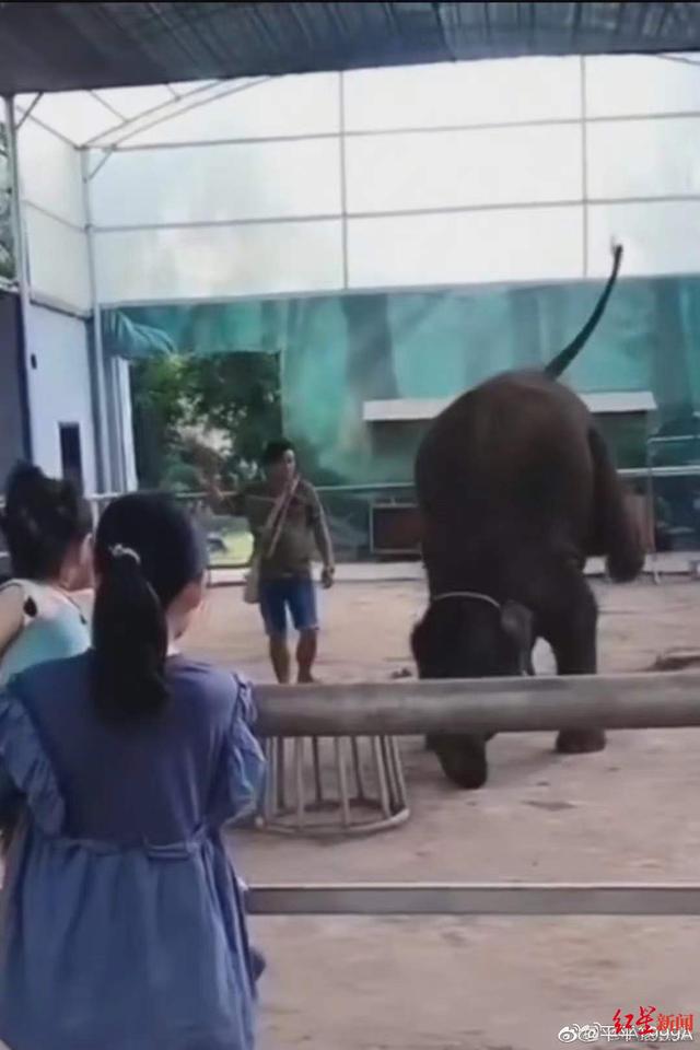 狗粉是什么意思，老狗粉是什么意思（拯救莫莉的“象粉”）