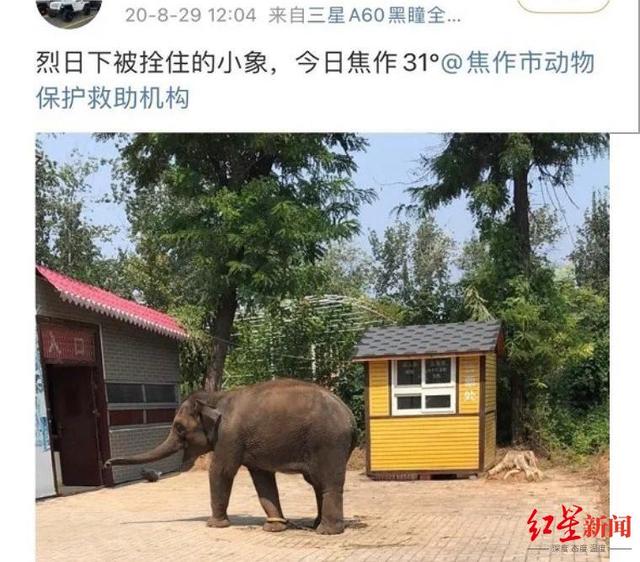 狗粉是什么意思，老狗粉是什么意思（拯救莫莉的“象粉”）