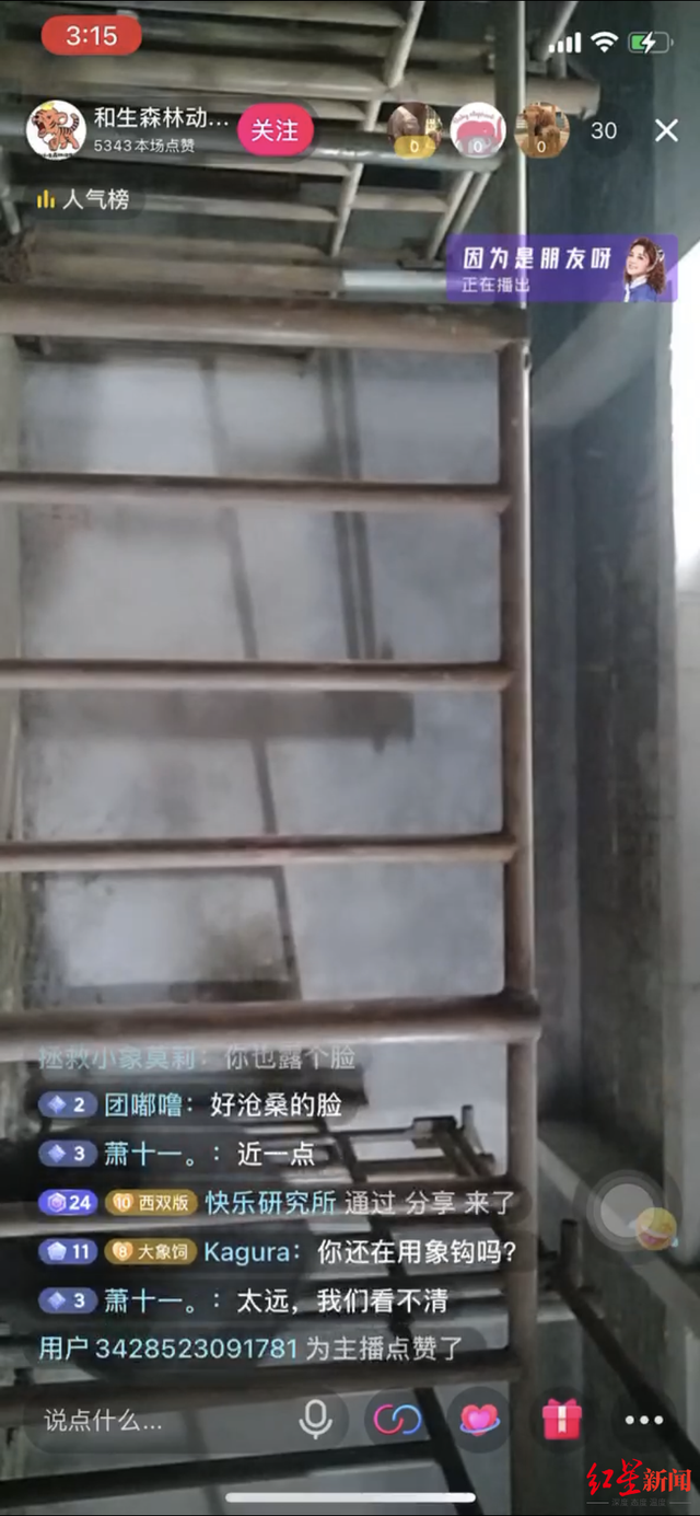 狗粉是什么意思，老狗粉是什么意思（拯救莫莉的“象粉”）