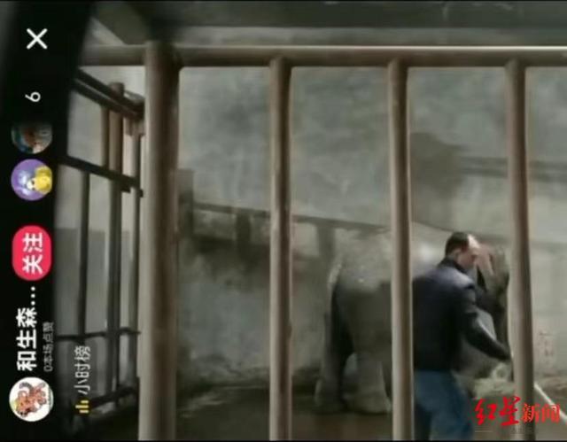 狗粉是什么意思，老狗粉是什么意思（拯救莫莉的“象粉”）