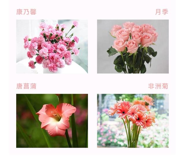 康乃馨的花语是什么，康乃馨的花语是什么,适合送给什么人（康乃馨，不同颜色有什么花语）