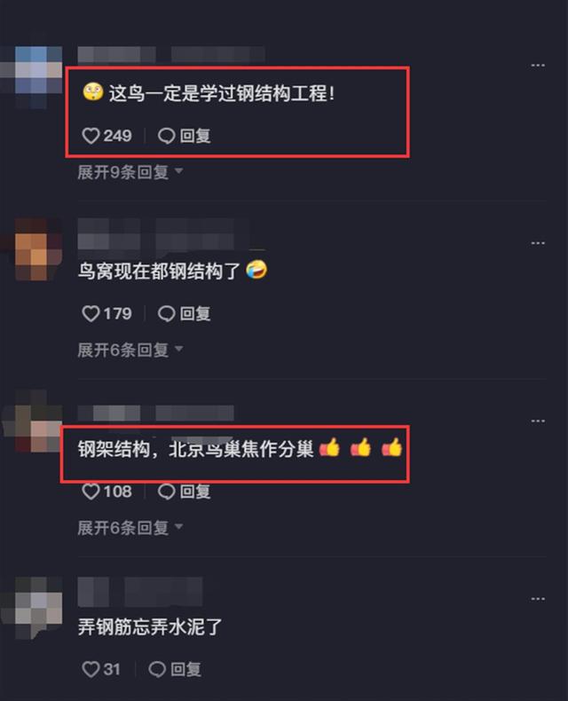 红嘴蓝鹊饲养方法介绍，红嘴蓝鹊饲养鸟架尺寸（居然用钢筋做鸟窝）