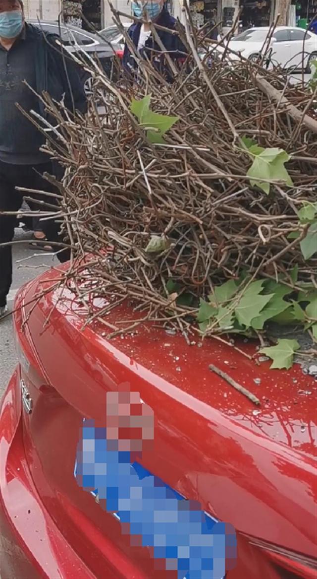 红嘴蓝鹊饲养方法介绍，红嘴蓝鹊饲养鸟架尺寸（居然用钢筋做鸟窝）