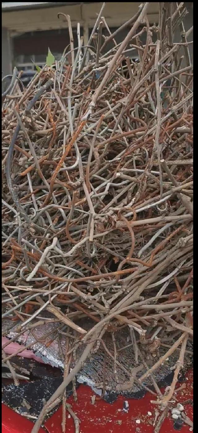 红嘴蓝鹊饲养方法介绍，红嘴蓝鹊饲养鸟架尺寸（居然用钢筋做鸟窝）