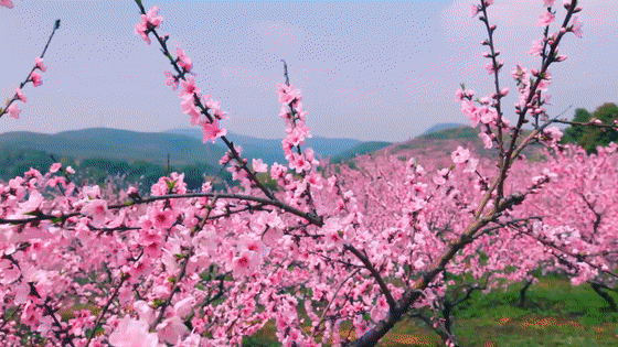 吉安旅游一定要去的8个景点，吉安有哪些景点可以游玩啊（2022年吉安市旅游产业高质量发展大会马上要召开啦）