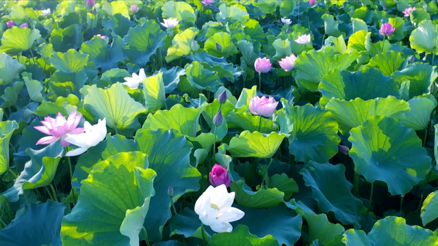 吉安旅游一定要去的8个景点，吉安有哪些景点可以游玩啊（2022年吉安市旅游产业高质量发展大会马上要召开啦）