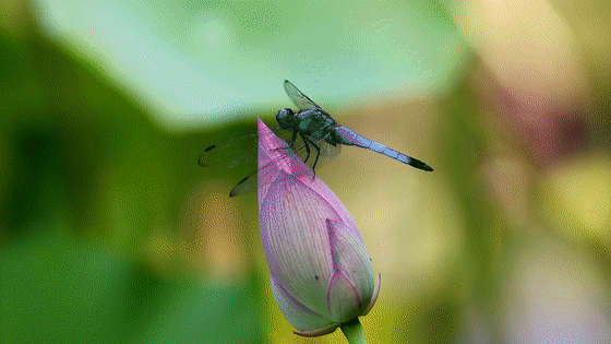 吉安旅游一定要去的8个景点，吉安有哪些景点可以游玩啊（2022年吉安市旅游产业高质量发展大会马上要召开啦）