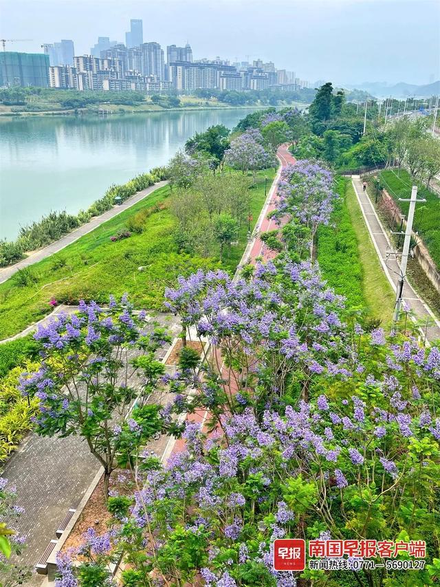 南宁附近花海景点推荐，南宁这几处花海，美了