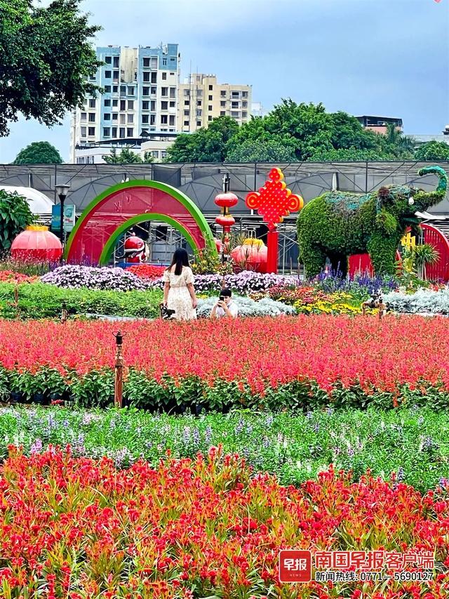 南宁附近花海景点推荐，南宁这几处花海，美了