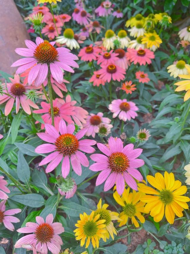 南宁附近花海景点推荐，南宁这几处花海，美了