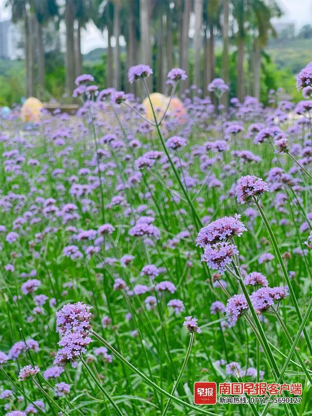 南宁附近花海景点推荐，南宁这几处花海，美了