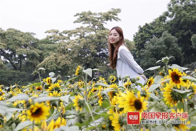 南宁附近花海景点推荐，南宁这几处花海，美了