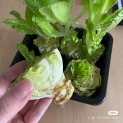 生菜怎么洗才干净，生菜怎么洗（秘笈→丨市消保委现代农业专业办）