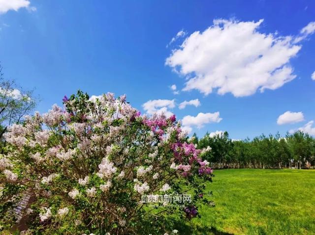 丁香六月的简单介绍，冰城寻香赏花“路线图”（六月份的丁香）