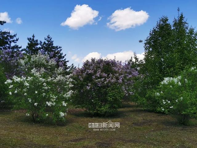 丁香六月的简单介绍，冰城寻香赏花“路线图”（六月份的丁香）