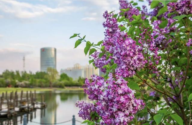 丁香六月的简单介绍，冰城寻香赏花“路线图”（六月份的丁香）