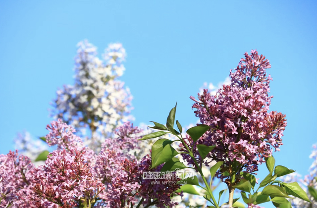 丁香六月的简单介绍，冰城寻香赏花“路线图”（六月份的丁香）