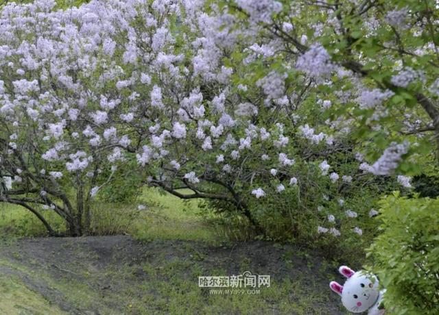 丁香六月的简单介绍，冰城寻香赏花“路线图”（六月份的丁香）