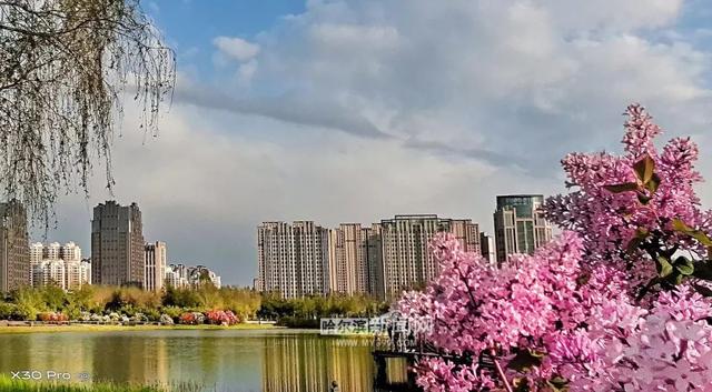 丁香六月的简单介绍，冰城寻香赏花“路线图”（六月份的丁香）