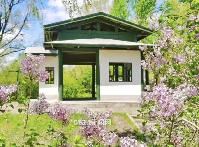 丁香六月的简单介绍，冰城寻香赏花“路线图”（六月份的丁香）