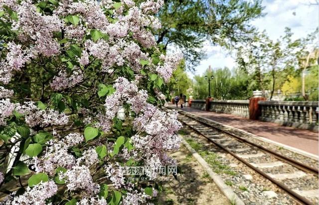 丁香六月的简单介绍，冰城寻香赏花“路线图”（六月份的丁香）