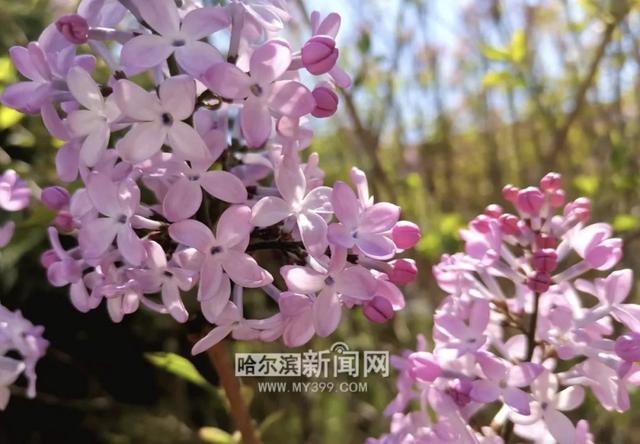 丁香六月的简单介绍，冰城寻香赏花“路线图”（六月份的丁香）