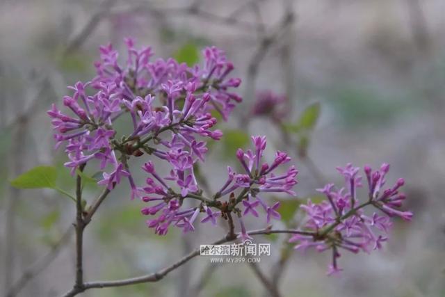 丁香六月的简单介绍，冰城寻香赏花“路线图”（六月份的丁香）