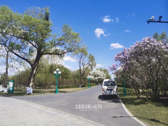 丁香六月的简单介绍，冰城寻香赏花“路线图”（六月份的丁香）