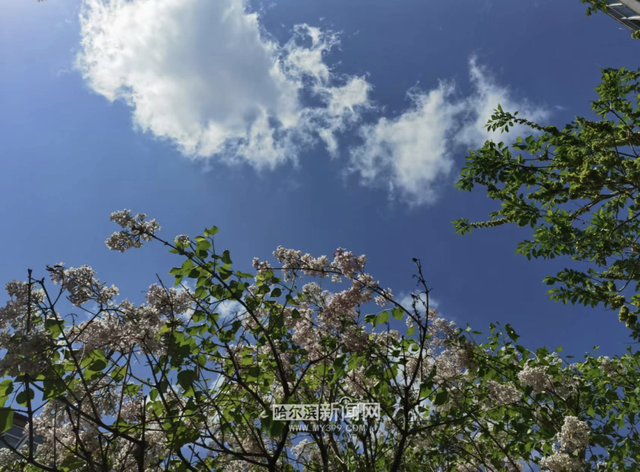 丁香六月的简单介绍，冰城寻香赏花“路线图”（六月份的丁香）
