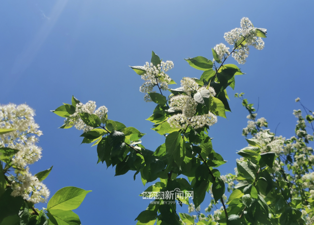 丁香六月的简单介绍，冰城寻香赏花“路线图”（六月份的丁香）
