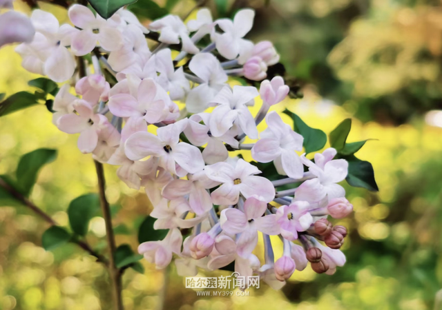 丁香六月的简单介绍，冰城寻香赏花“路线图”（六月份的丁香）