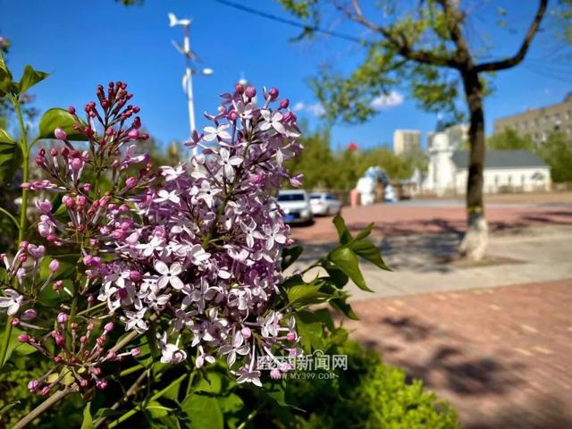 丁香六月的简单介绍，冰城寻香赏花“路线图”（六月份的丁香）