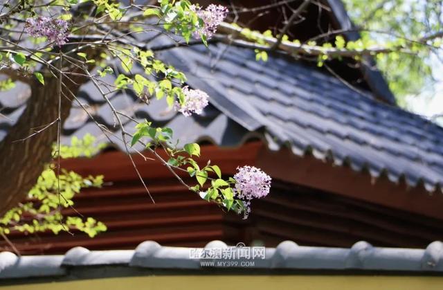 丁香六月的简单介绍，冰城寻香赏花“路线图”（六月份的丁香）