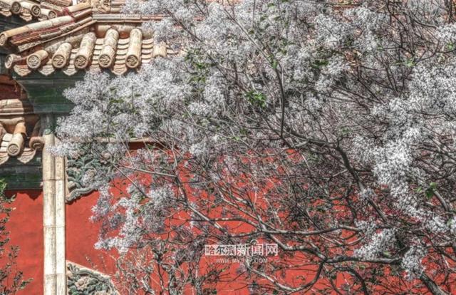 丁香六月的简单介绍，冰城寻香赏花“路线图”（六月份的丁香）