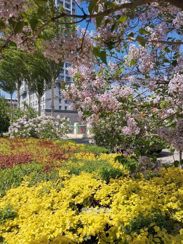 丁香六月的简单介绍，冰城寻香赏花“路线图”（六月份的丁香）