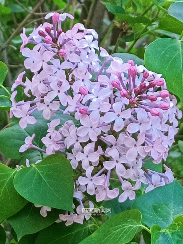 丁香六月的简单介绍，冰城寻香赏花“路线图”（六月份的丁香）