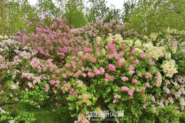 丁香六月的简单介绍，冰城寻香赏花“路线图”（六月份的丁香）