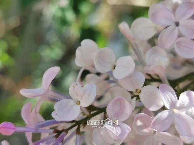 丁香六月的简单介绍，冰城寻香赏花“路线图”（六月份的丁香）