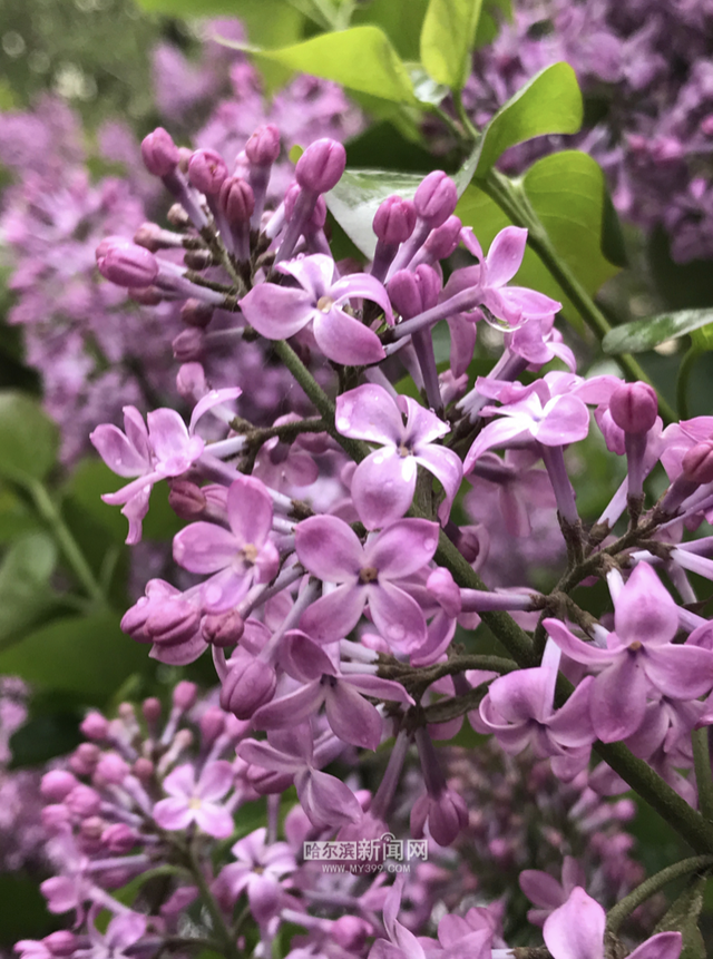 丁香六月的简单介绍，冰城寻香赏花“路线图”（六月份的丁香）